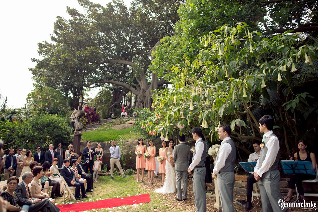 Lots of bellbird flowers overhanging the bridal party in a garden wedding ceremony with red carpet and large fig tree in the background - secret garden wedding in sydney