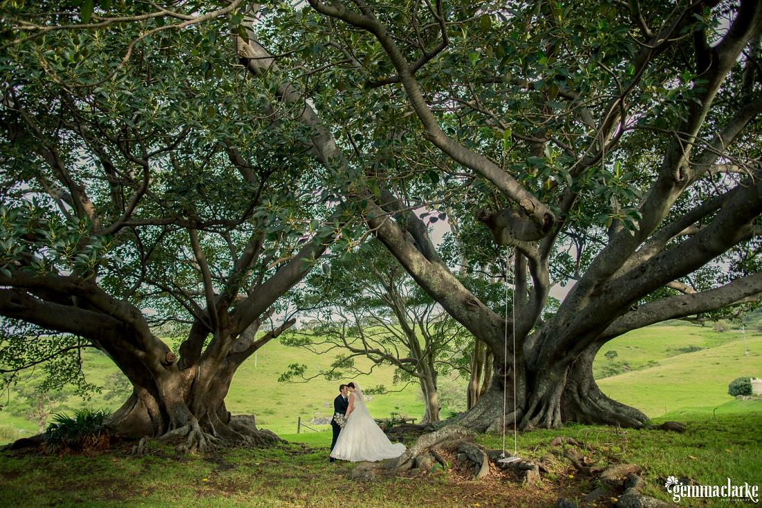 Two massive fig trees with the bride and groom standing in the middle with their foreheads pressed together and a swing hanging in the foreground at this Bush Bank Wedding
