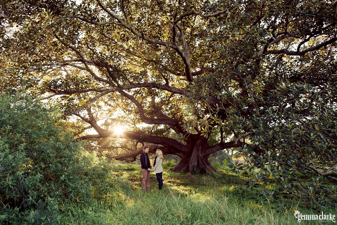 A man and woman holding hands and standing under a very large tree