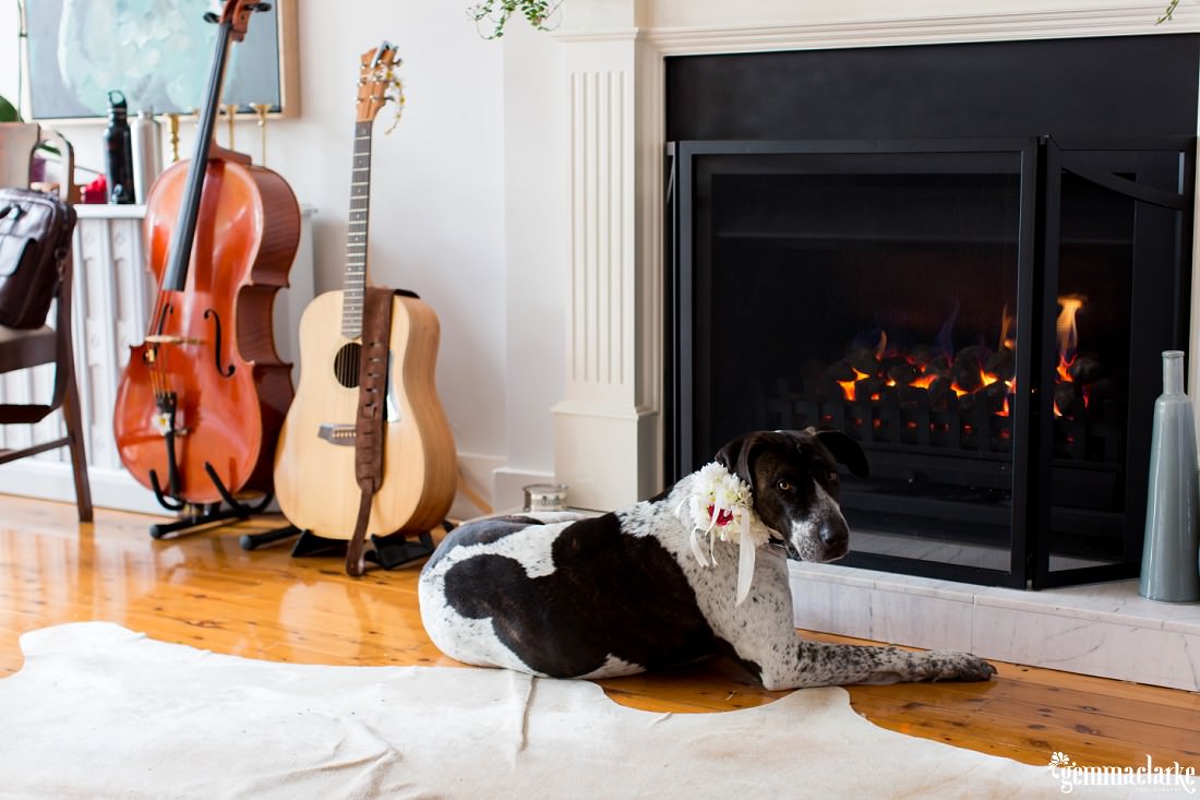 A dog wearing a floral decoration on its collar sitting in front of an indoor fireplace