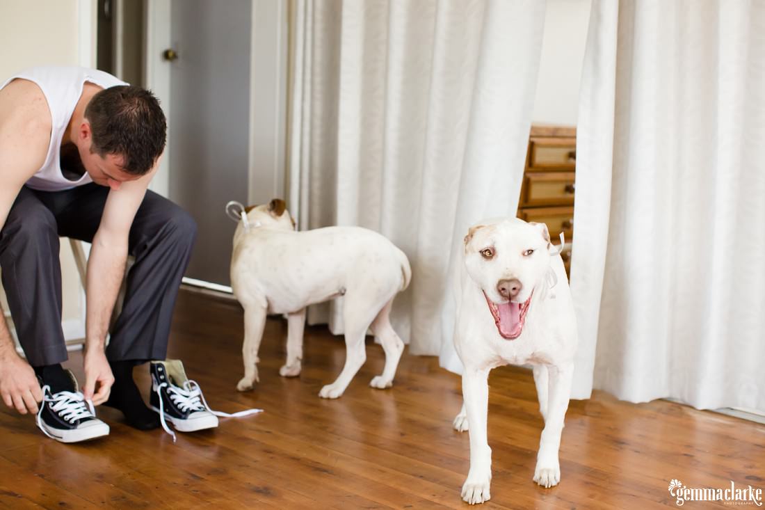 A groom putting on his shoes and with his two dogs nearby