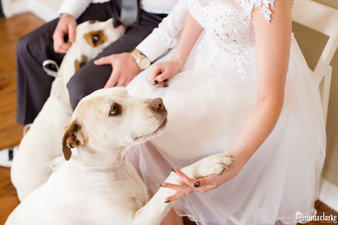 A bride "shaking hands" with her dog