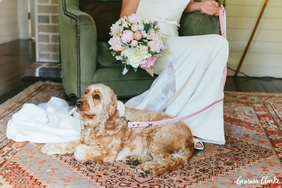 Cocker Spaniel dog with flowers on the collar sitting in front of a bride on a green armchair at this Bendooley Estate Wedding
