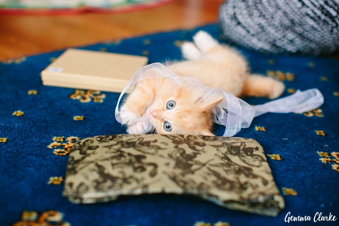 Little ginger kitten playing with a white ribbon on a blue mat. Gorgeous Kitten Portraits