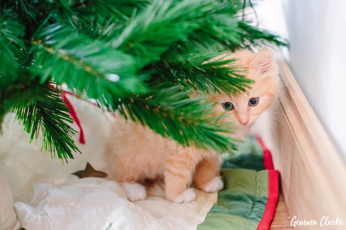 Small ginger kitten hidden behind christmas tree, cute kitten portraits