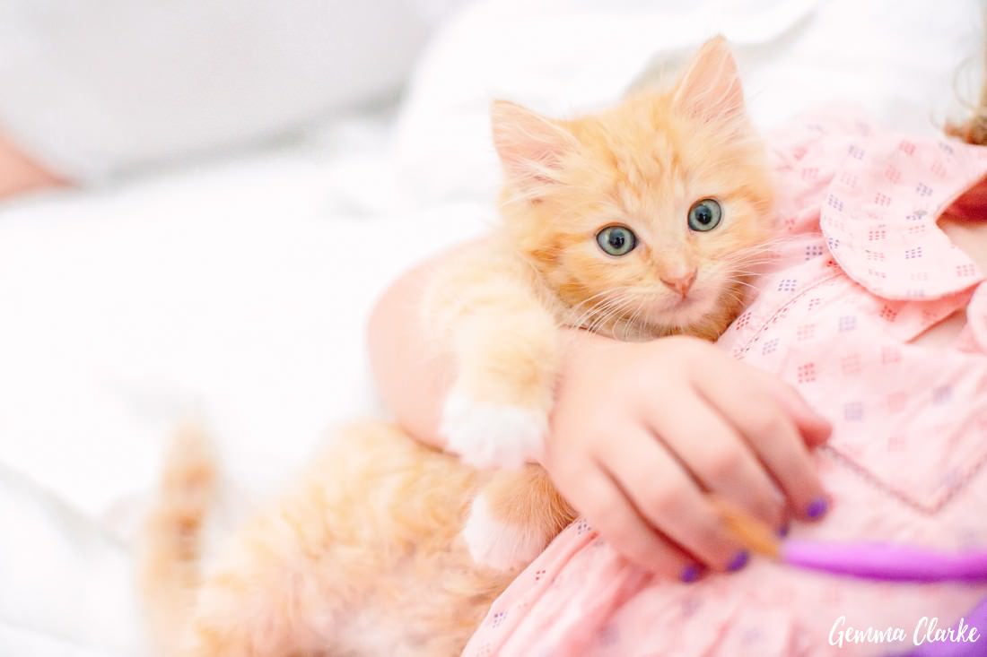 Ginger kitten being held by a young girl and looking very content - cute kitten portraits